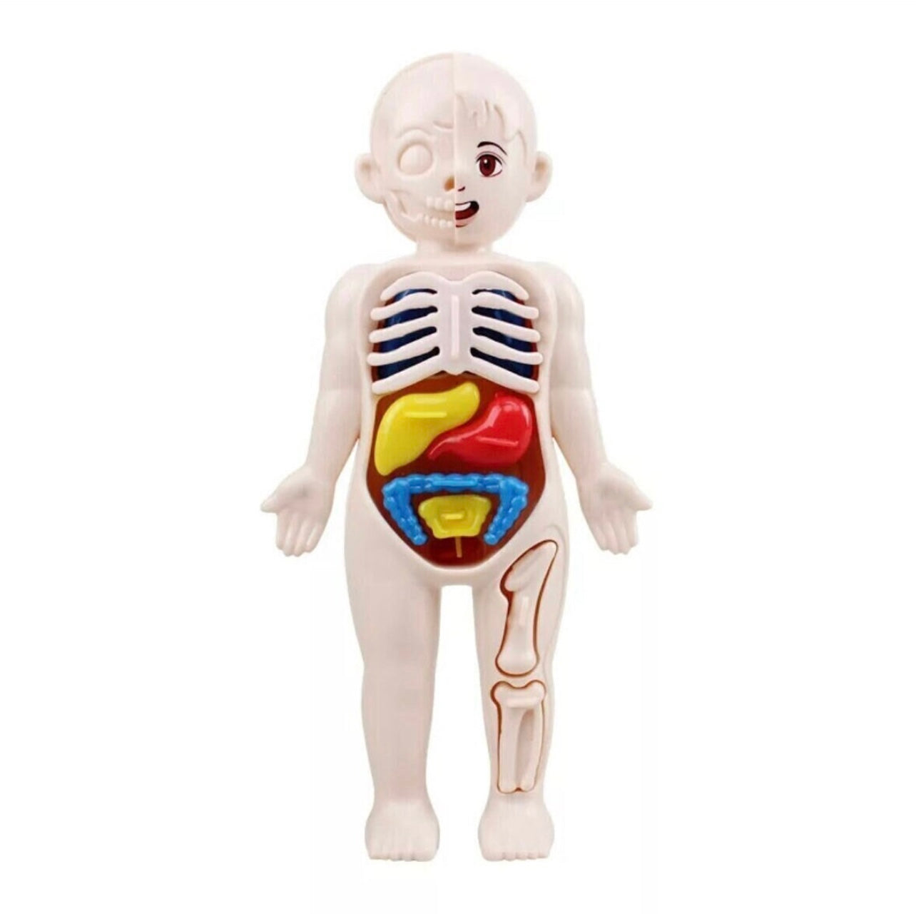 14-Piece Human Body Organ Educational Toy | DIY